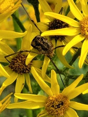 Phalangium opilio