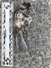 Poecile atricapillus