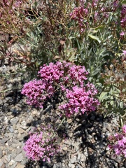 Centranthus ruber