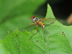 Cholomyia inaequipes