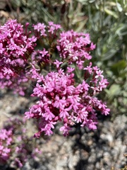 Centranthus ruber