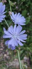 Cichorium intybus
