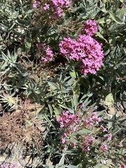 Centranthus ruber