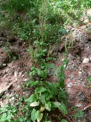 Rumex arifolius