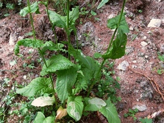 Rumex arifolius