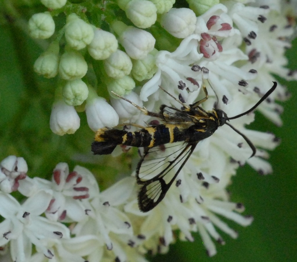 mistletoe clearwing