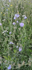 Cichorium intybus