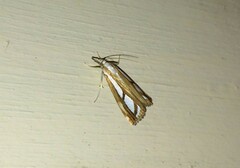 Catoptria permutatellus