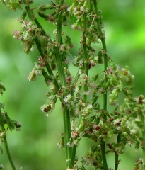 Rumex arifolius