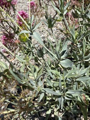 Centranthus ruber