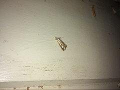 Catoptria permutatellus