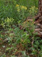 Descurainia tanacetifolia