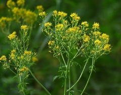 Descurainia tanacetifolia