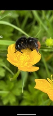 Bombus lapidarius