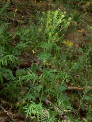 Descurainia tanacetifolia