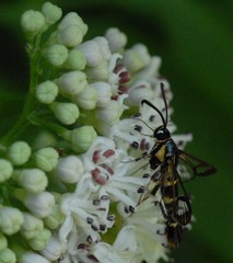 Synanthedon loranthi