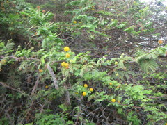 Vachellia tortuosa