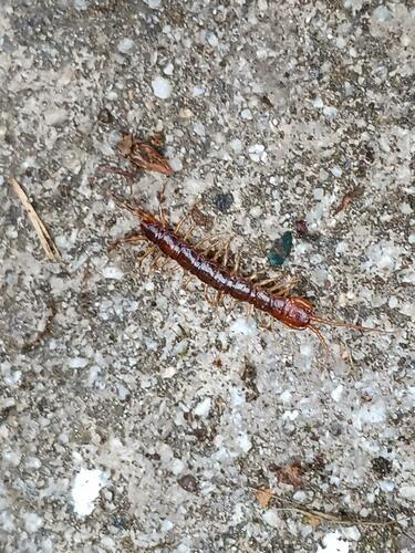 Banded Centipede