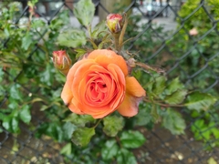 Rosa