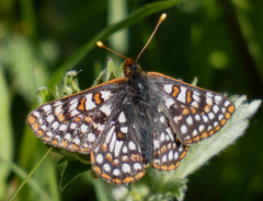 Euphydryas anicia bernadetta