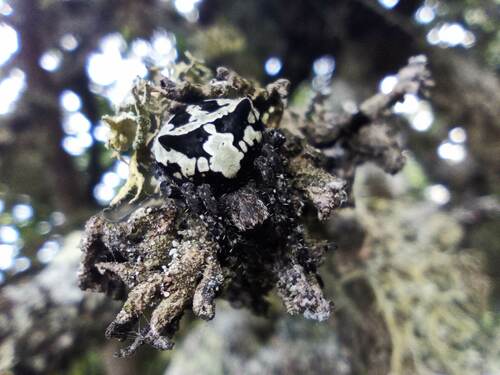 Angular Orbweaver Spider photo 4