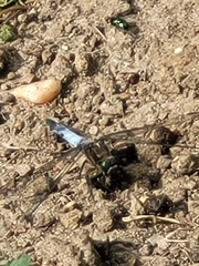 Orthetrum cancellatum
