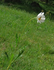 Leucanthemum atratum