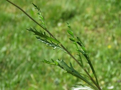 Leucanthemum atratum