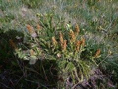Pedicularis comosa