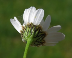 Leucanthemum atratum