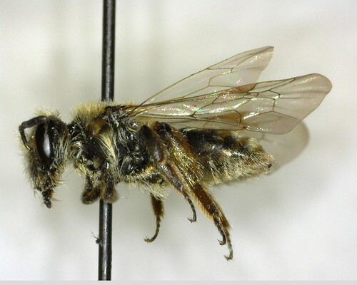 iNaturalist observation photo of Mining Bees