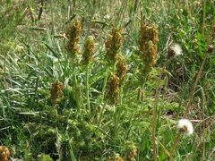 Pedicularis comosa