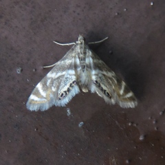 Petrophila canadensis