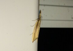 Donacaula mucronella