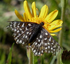 Euphydryas anicia bernadetta