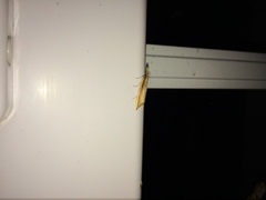 Donacaula mucronella