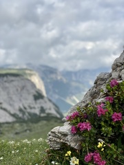 Rhododendron hirsutum