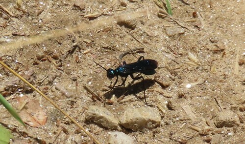 Blue mud dauber