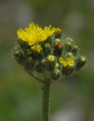 Pilosella cymosa