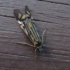 Macrostemum zebratum