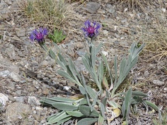 Centaurea axillaris