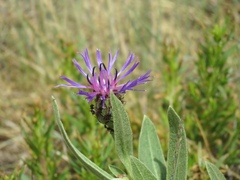 Centaurea axillaris