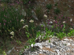 Valeriana montana