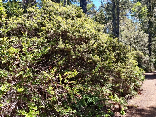 Image of Arctostaphylos nummularia by (c) Alexander Wentworth, some rights reserved (CC BY)