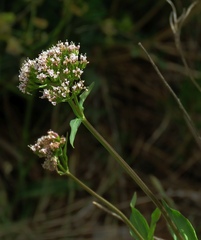 Valeriana montana