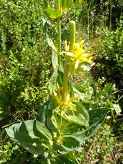 Gentiana lutea lutea