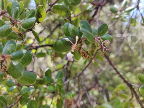 Image of Arctostaphylos nummularia by (c) Alexander Wentworth, some rights reserved (CC BY)
