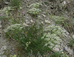 Laserpitium gallicum