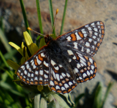 Euphydryas anicia bernadetta