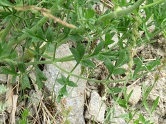 Laserpitium gallicum